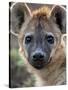 Young Spotted Hyena, Tanzania-Charles Sleicher-Stretched Canvas