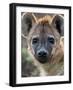 Young Spotted Hyena, Tanzania-Charles Sleicher-Framed Photographic Print