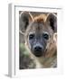 Young Spotted Hyena, Tanzania-Charles Sleicher-Framed Photographic Print