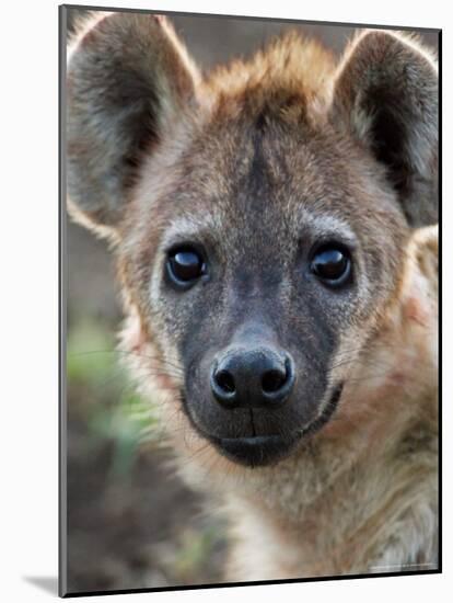 Young Spotted Hyena, Tanzania-Charles Sleicher-Mounted Photographic Print