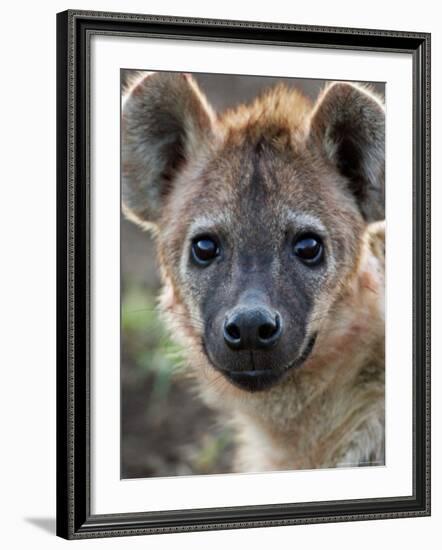 Young Spotted Hyena, Tanzania-Charles Sleicher-Framed Photographic Print