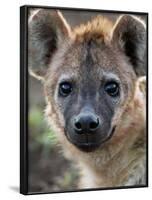 Young Spotted Hyena, Tanzania-Charles Sleicher-Framed Photographic Print