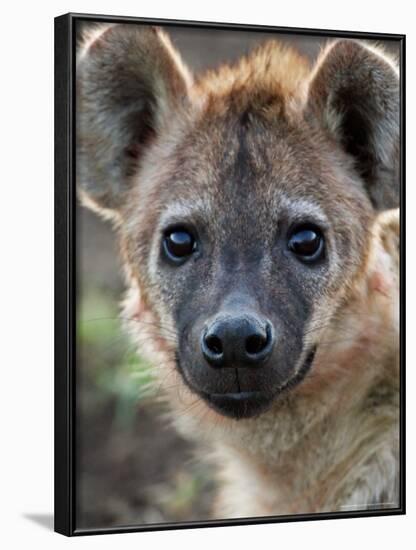 Young Spotted Hyena, Tanzania-Charles Sleicher-Framed Photographic Print