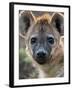 Young Spotted Hyena, Tanzania-Charles Sleicher-Framed Photographic Print