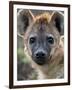 Young Spotted Hyena, Tanzania-Charles Sleicher-Framed Photographic Print