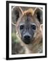 Young Spotted Hyena, Tanzania-Charles Sleicher-Framed Photographic Print