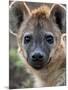 Young Spotted Hyena, Tanzania-Charles Sleicher-Mounted Photographic Print