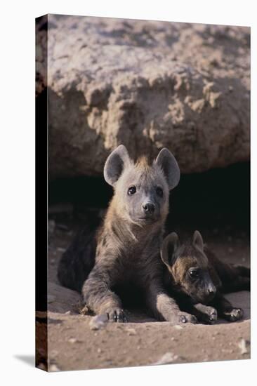 Young Spotted Hyenas-DLILLC-Stretched Canvas