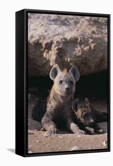 Young Spotted Hyenas-DLILLC-Framed Stretched Canvas