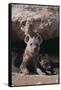 Young Spotted Hyenas-DLILLC-Framed Stretched Canvas