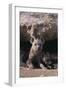 Young Spotted Hyenas-DLILLC-Framed Photographic Print