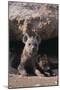 Young Spotted Hyenas-DLILLC-Mounted Photographic Print