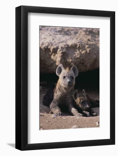 Young Spotted Hyenas-DLILLC-Framed Photographic Print