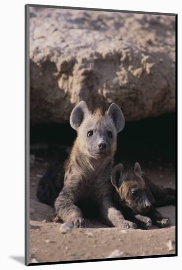 Young Spotted Hyenas-DLILLC-Mounted Photographic Print