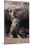 Young Spotted Hyenas-DLILLC-Mounted Photographic Print