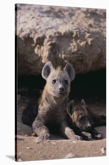 Young Spotted Hyenas-DLILLC-Stretched Canvas