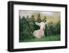 Young Spring Lamb lying in a field, Oxfordshire-John Alexander-Framed Premium Photographic Print