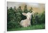 Young Spring Lamb lying in a field, Oxfordshire-John Alexander-Framed Photographic Print