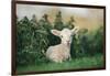 Young Spring Lamb lying in a field, Oxfordshire-John Alexander-Framed Photographic Print