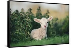 Young Spring Lamb lying in a field, Oxfordshire-John Alexander-Framed Stretched Canvas