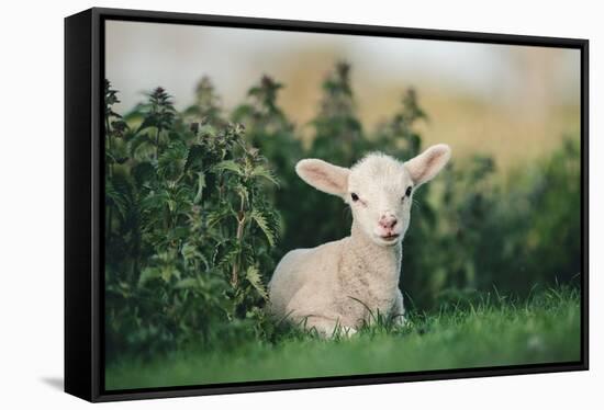 Young Spring Lamb lying in a field, Oxfordshire-John Alexander-Framed Stretched Canvas