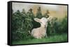 Young Spring Lamb lying in a field, Oxfordshire-John Alexander-Framed Stretched Canvas