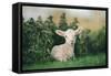 Young Spring Lamb lying in a field, Oxfordshire-John Alexander-Framed Stretched Canvas