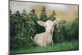 Young Spring Lamb lying in a field, Oxfordshire-John Alexander-Mounted Photographic Print