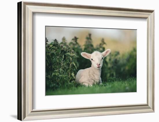 Young Spring Lamb lying in a field, Oxfordshire-John Alexander-Framed Photographic Print