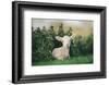 Young Spring Lamb lying in a field, Oxfordshire-John Alexander-Framed Photographic Print