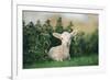 Young Spring Lamb lying in a field, Oxfordshire-John Alexander-Framed Photographic Print