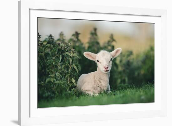 Young Spring Lamb lying in a field, Oxfordshire-John Alexander-Framed Photographic Print