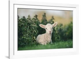 Young Spring Lamb lying in a field, Oxfordshire-John Alexander-Framed Photographic Print