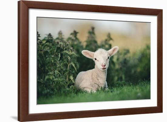 Young Spring Lamb lying in a field, Oxfordshire-John Alexander-Framed Photographic Print