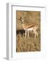 Young Springbok-Michele Westmorland-Framed Photographic Print