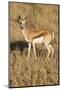 Young Springbok-Michele Westmorland-Mounted Photographic Print