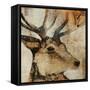 Young Stag-Kari Taylor-Framed Stretched Canvas