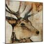 Young Stag-Kari Taylor-Mounted Giclee Print