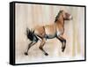 Young Stallion (Przewalski), 2014-Mark Adlington-Framed Stretched Canvas