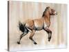 Young Stallion (Przewalski), 2014-Mark Adlington-Stretched Canvas