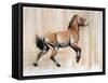 Young Stallion (Przewalski), 2014-Mark Adlington-Framed Stretched Canvas