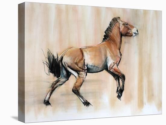 Young Stallion (Przewalski), 2014-Mark Adlington-Stretched Canvas