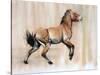 Young Stallion (Przewalski), 2014-Mark Adlington-Stretched Canvas