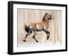 Young Stallion (Przewalski), 2014-Mark Adlington-Framed Giclee Print