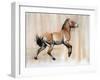 Young Stallion (Przewalski), 2014-Mark Adlington-Framed Giclee Print