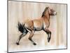 Young Stallion (Przewalski), 2014-Mark Adlington-Mounted Giclee Print