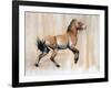 Young Stallion (Przewalski), 2014-Mark Adlington-Framed Giclee Print