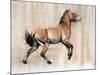 Young Stallion (Przewalski), 2014-Mark Adlington-Mounted Giclee Print