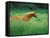 Young Stallion Runs Through a Meadow of Tall Grass, Montana, USA-Gayle Harper-Framed Stretched Canvas