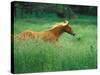 Young Stallion Runs Through a Meadow of Tall Grass, Montana, USA-Gayle Harper-Stretched Canvas